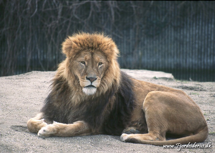 Zoo KBH 1998 0007.JPG